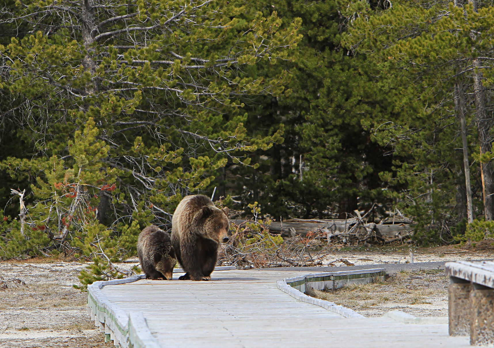 Grizzly Sow and Yearling on Boardwalk at Daisy Geyser
